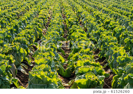 白菜　栽培　（1月）　越冬 61526260