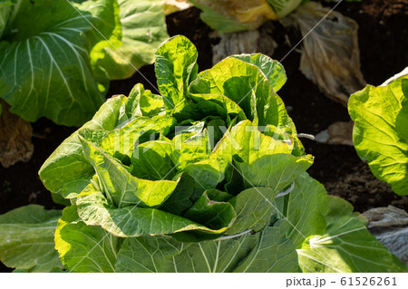 白菜　栽培　（1月）　越冬 61526261