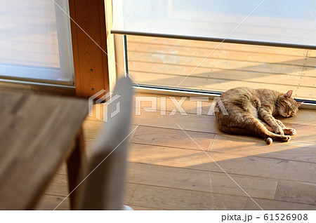 猫のいる生活 暖かい場所の写真素材