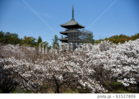 京都　御室桜の御室仁和寺 61527809