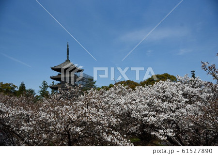 京都　御室桜の御室仁和寺　五重塔 61527890