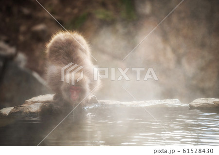 Japanese Snow monkey drink hot spring water Japanese Snow monkey drink hot spring water 61528430