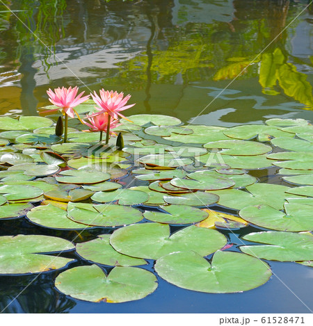 Pink Lotus, water plant with reflection in a pond. 61528471