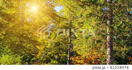 Forest with coniferous trees on a bright sunny Forest with coniferous trees on a bright sunny 61528478
