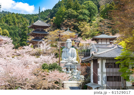 壷阪寺の桜 大釈迦如来石像  奈良県 61529017