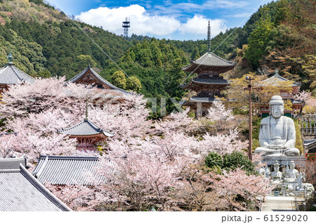 壷阪寺の桜 大釈迦如来石像  奈良県 61529020