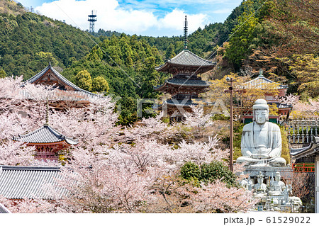 壷阪寺の桜 大釈迦如来石像  奈良県 61529022