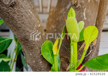 Fresh green young jackfruits (Artocarpus heterophyllus) growing on the jackfruit tree. Asian tropical fruit. 61529320