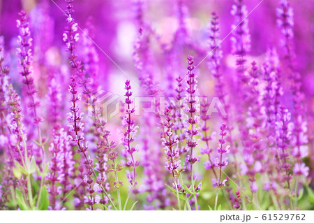Summer blossoming delicate salvia flowers, garden blooming festive background, selective focus, shallow DOF, toned Summer blossoming delicate salvia flowers, garden blooming festive background, selective focus, shallow DOF, toned 61529762