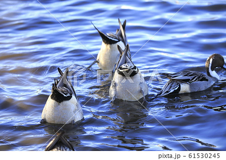 エサをさがすカモ　 61530245