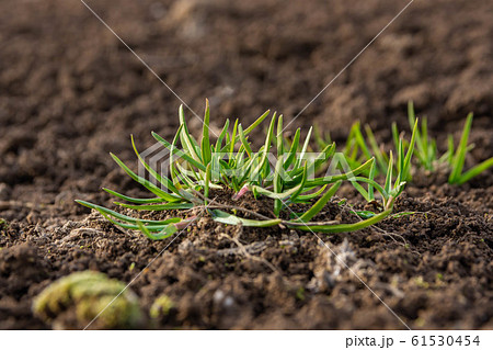 草の芽生え 61530454