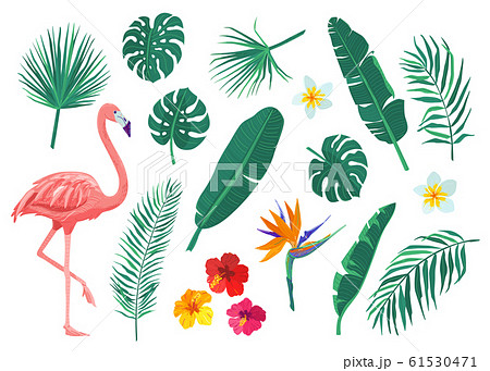 Tropical leaves, flowers vector illustration set. Cartoon flat element with monstera, hibiscus, frangipani, flamingo, strelitzia, banana, palm leaf. Exotic print design isolated on white background Tropical leaves, flowers vector illustration set. Cartoon flat element with monstera, hibiscus, frangipani, flamingo, strelitzia, banana, palm leaf. Exotic print design isolated on white background 61530471