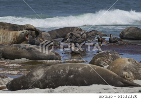 Giant Petrels devour a carcass in the Falkland Islands Giant Petrels devour a carcass in the Falkland Islands 61532320