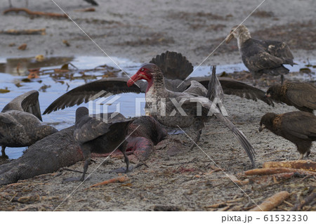 Giant Petrels devour a carcass in the Falkland Islands Giant Petrels devour a carcass in the Falkland Islands 61532330
