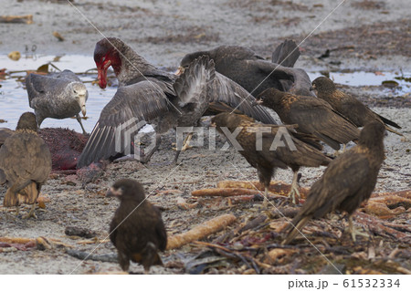 Giant Petrels devour a carcass in the Falkland Islands 61532334