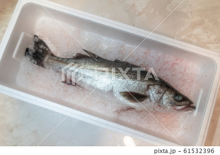 スズキ(シーバス) スズキ(シーバス) 61532396