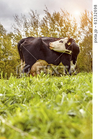 A spotted black and white cow grazes in a pasture. 61532698