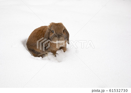 A small decorative rabbit of ram breed eat snow 61532730