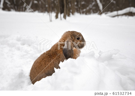 A small decorative rabbit of ram breed eat snow 61532734