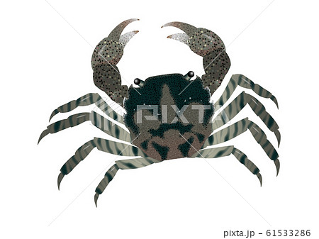 Sea Crab 1 Illustration Color Stock Illustration