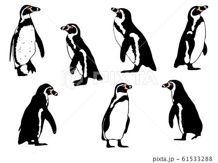 ペンギン イラスト カラー のイラスト素材 61533288 Pixta