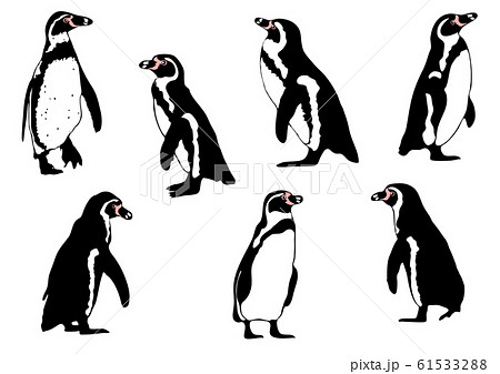 Penguin Ii Illustration Color Stock Illustration