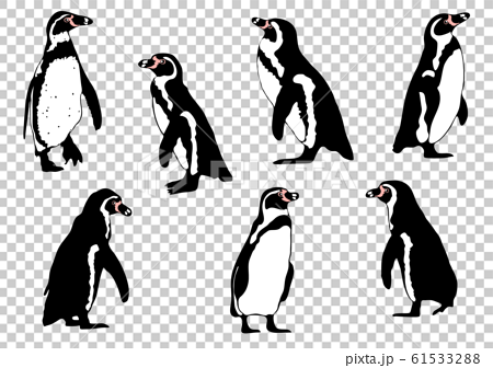 ペンギン イラスト カラー のイラスト素材