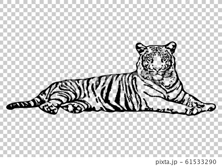 Tiger Illustration Black And White Stock Illustration
