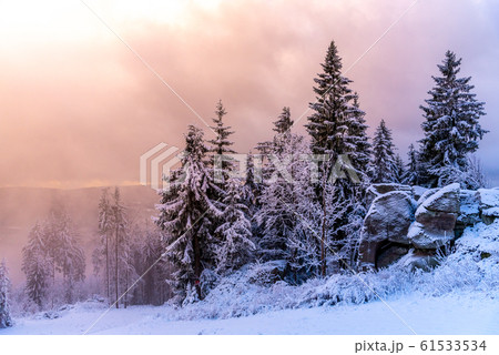 Winter forest scenery. Coniferous trees covered by snow and illuminated by evening sunset Winter forest scenery. Coniferous trees covered by snow and illuminated by evening sunset 61533534