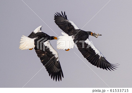 オオワシ オオワシ 61533715