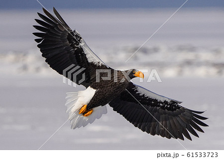 オオワシ 61533723