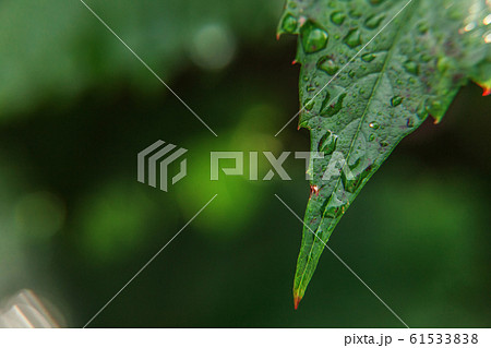 Viticulture wine industry. Drops of rain water on Viticulture wine industry. Drops of rain water on 61533838