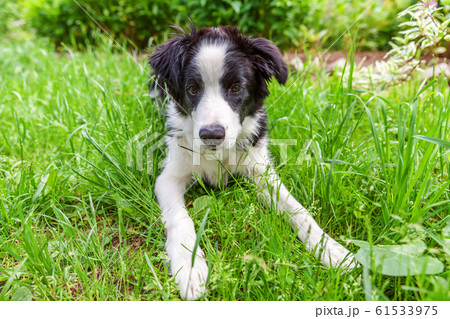 Funny outdoor portrait of cute smilling puppy dog 61533975