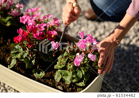 冬のガーデニング 冬のガーデニング 61534462