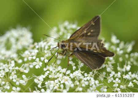 イチモンジセセリ 61535207