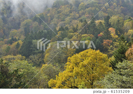 北海道の森林の秋 61535209