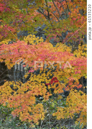 モミジの紅葉 61535210