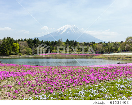富士山と芝桜 富士山と芝桜 61535408