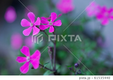 ツルコザクラ 61535440