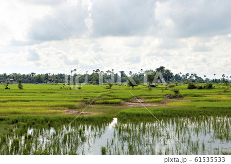 カンボジア水稲地帯光景 カンボジア水稲地帯光景 61535533