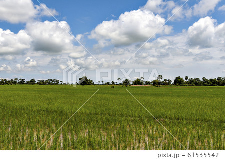 カンボジア水稲地帯光景 カンボジア水稲地帯光景 61535542