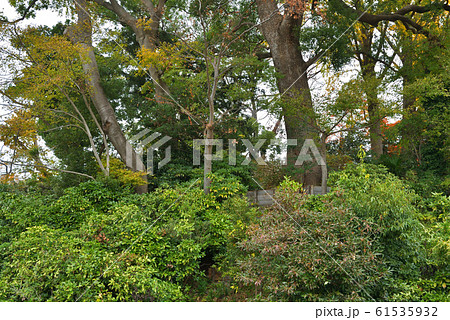 川越散歩:川越城富士見櫓跡 川越城跡 川越散歩:川越城富士見櫓跡 川越城跡 61535932