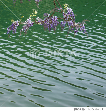 初夏のダム湖、音水湖-7 61536291