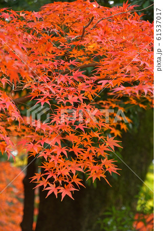 川越散歩：イロハモミジ　紅葉 61537017