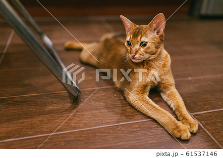 Abyssinian Funny Cat lies and rests on the tiled floor in the kitchen Abyssinian Funny Cat lies and rests on the tiled floor in the kitchen 61537146
