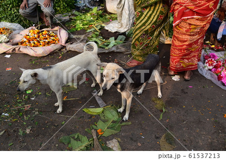 インドのコルカタの生花市場　美しい花びらと路上に佇む野良犬 61537213