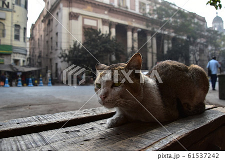 インドのコルカタの古い街並み 屋台の椅子に座る片腕のない野良猫 インドのコルカタの古い街並み 屋台の椅子に座る片腕のない野良猫 61537242