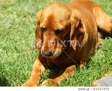 Cocker spaniel cross beagle laying on the grass in the sunshine.  61537475