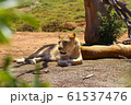 African Lions resting in the shade of a tree. 61537476