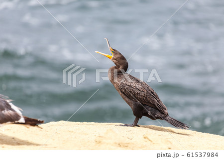 Double-crested Cormorant 61537984